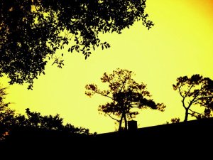 250580_530532783914_6101005_n